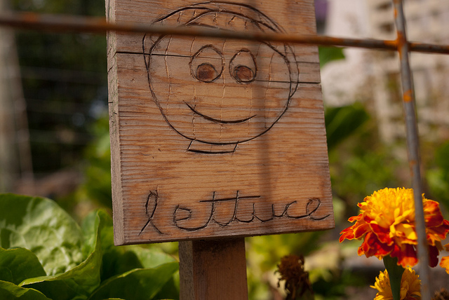 lettuce_taz.jpg